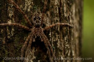 Josh Manring Photographer Decor Wall Art -  Florida Wildlife Everglades -58.jpg